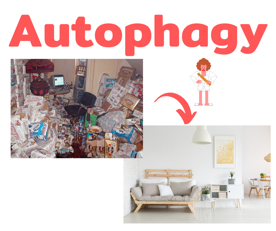 Autophagy