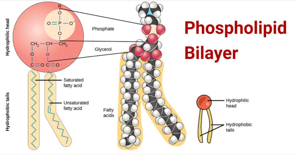 Phospholipid Bilayer