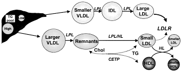small dense LDL มาจากไหน