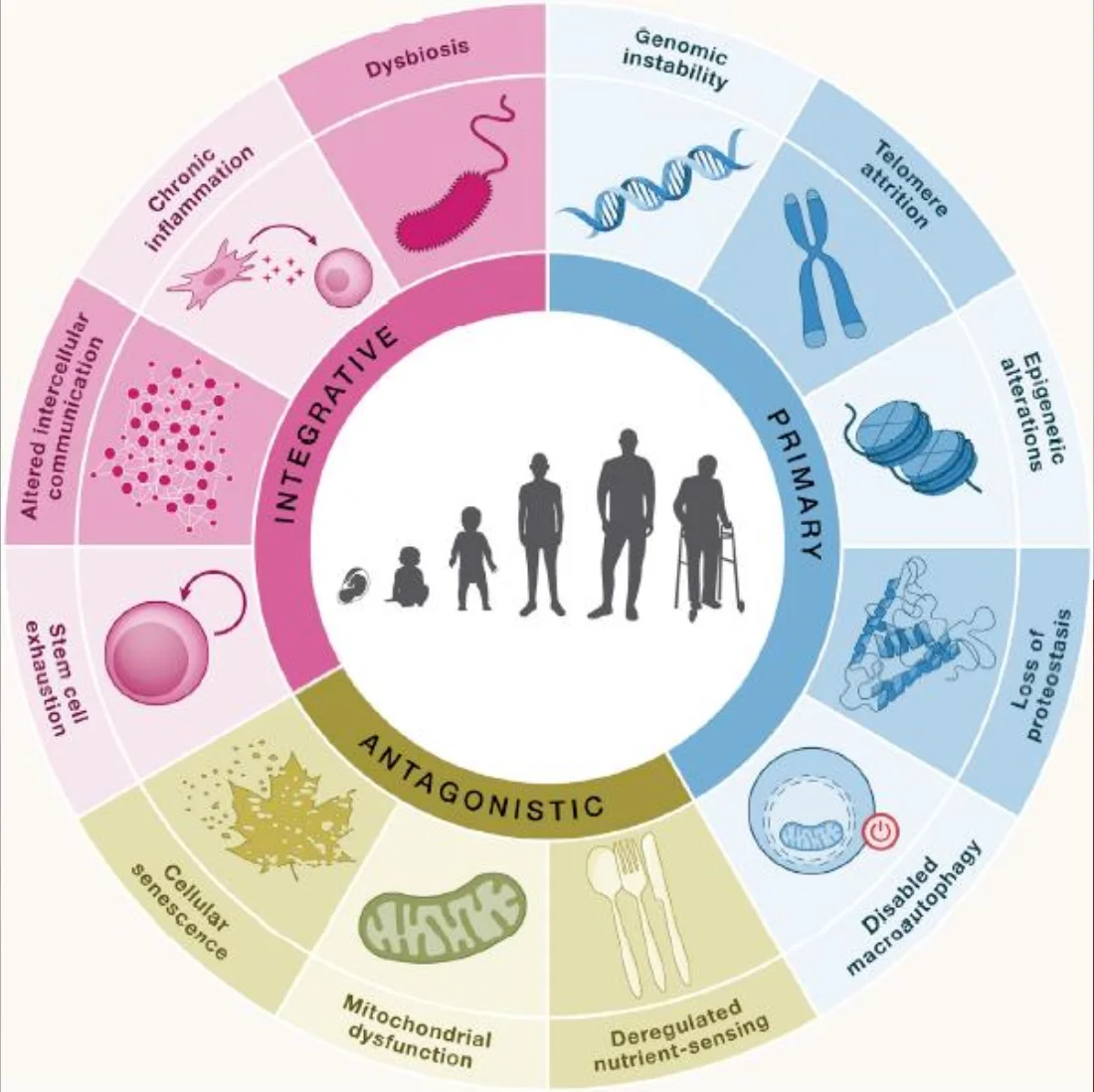 Why we aging(อธิบาย Hallmark of aging)